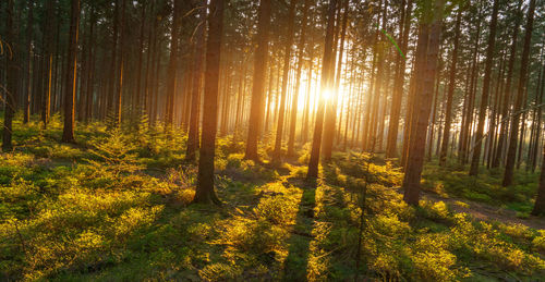 Trees in forest