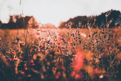 Close-up of flowering plants on field against sky