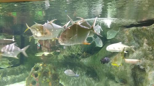 Close-up of fish swimming in water