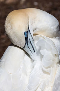 Close-up of white swan