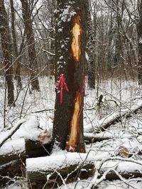 Bare trees in forest during winter