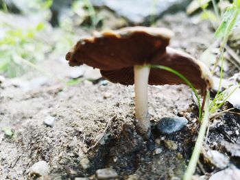 Close-up of mushroom growing on field