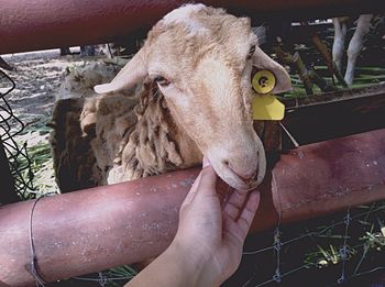 Close-up of cropped hand