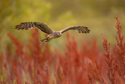 Close-up of bird flying over field