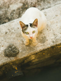 High angle portrait of cat by wall