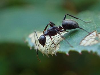 Close-up of ant on leaf