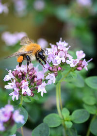 Close-up of bee pollinating on purple flower