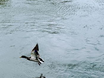 High angle view of bird flying over sea