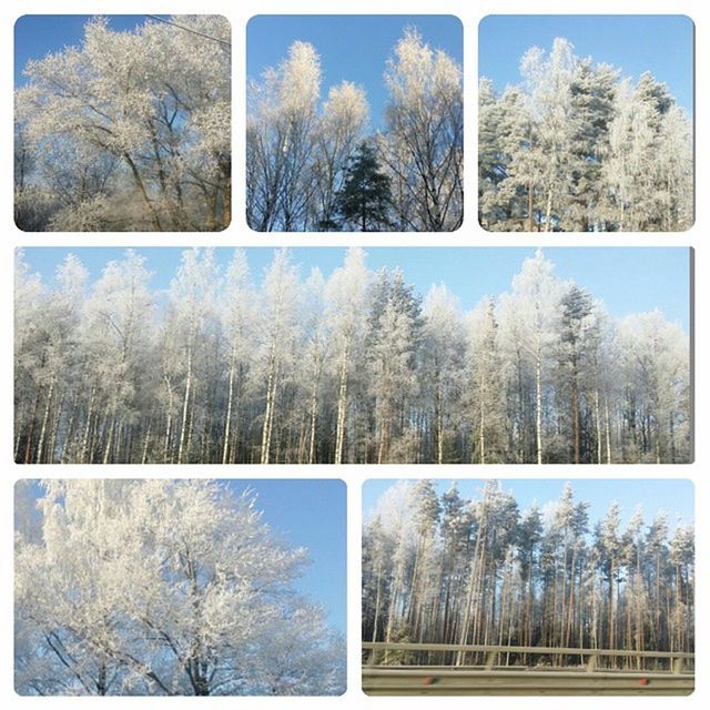 transfer print, tree, auto post production filter, bare tree, tranquility, growth, tranquil scene, nature, blue, scenics, branch, snow, day, winter, sky, beauty in nature, tree trunk, forest, cold temperature, no people