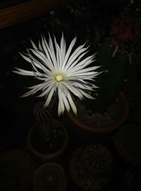 Close-up of white flowers blooming outdoors