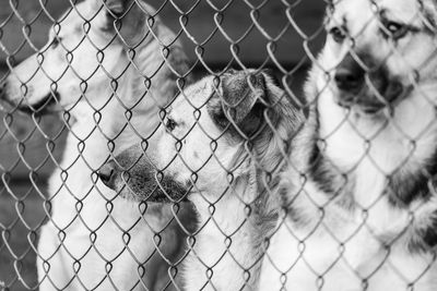 Close-up of monkey on chainlink fence