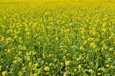 Scenic view of oilseed rape field