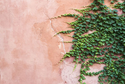 Close-up of ivy on wall