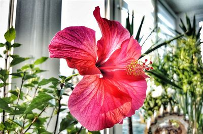 Close-up of pink day lily blooming outdoors