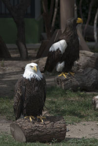 bird