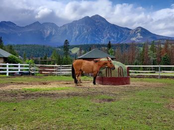 Horse standing in ranch