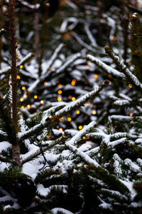 Close-up of frozen tree during winter