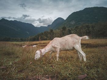 White horse on field against mountains