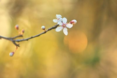 White flowers blooming outdoors