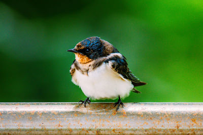 Close-up of bird perching on bar