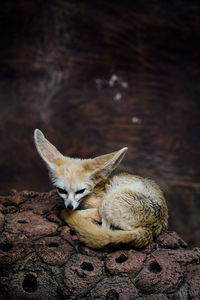 Close-up of a fennec fox.
