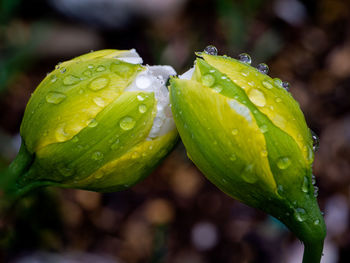 Close-up of wet plant leaves during rainy season