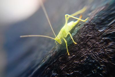 Close-up of insect