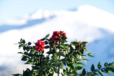 Low angle view of red winter berry flowering plant against snowy mountains and sky