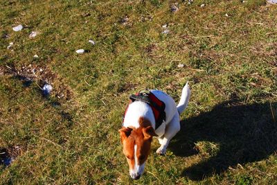 High angle view of dog on field