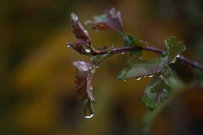 Close-up of raindrops on flower buds