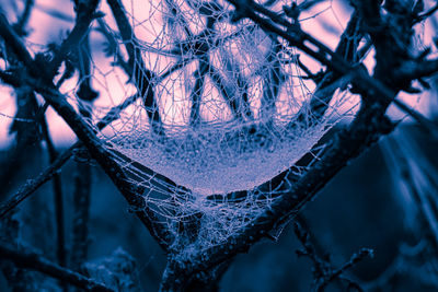 Close-up of frozen bare tree