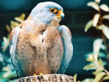 Close-up of eagle perching on tree