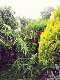 Red flowers growing on tree