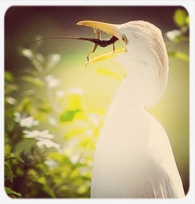 transfer print, one animal, wildlife, animals in the wild, animal themes, flying, auto post production filter, bird, close-up, mid-air, insect, focus on foreground, one person, spread wings, nature, day, outdoors, white color, part of, side view