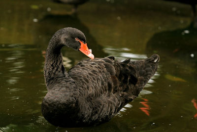 Black swan swimming in lake