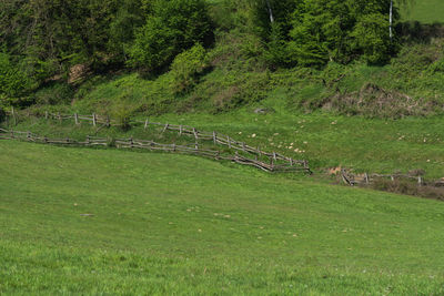 Scenic view of trees growing on field