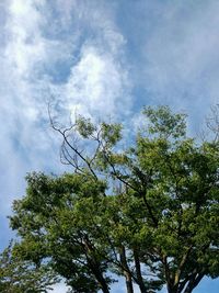 Low angle view of trees against sky