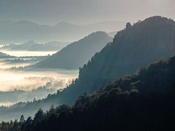 Dark green mountain forest landscape. foggy mountain forest in valley. fantastic misty landscape