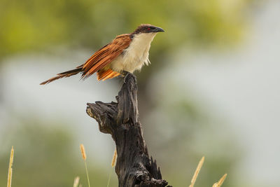 Close-up of bird perching on a plant