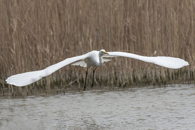 White birds flying over lake