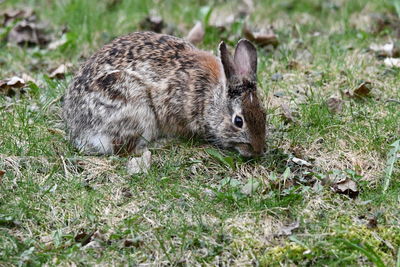 animal