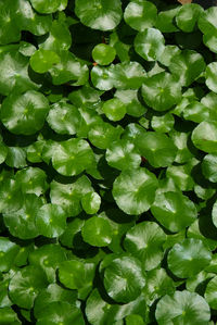 Full frame shot of green leaves