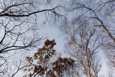 Low angle view of bare trees against clear sky