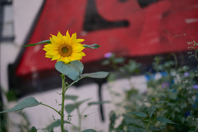 Close-up of yellow flowering plant