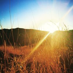 Close-up of wet grass against sky during sunset