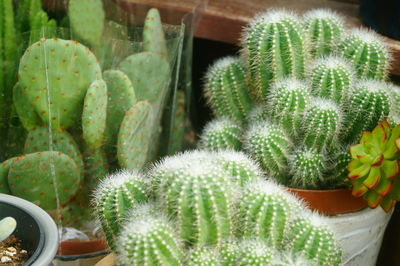 Close-up of succulent plant