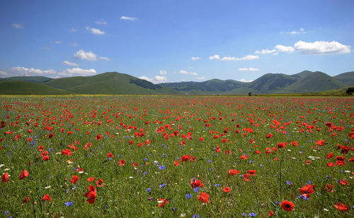 Scenic view of flowering field against sky