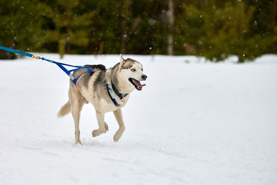 Running husky dog on sled dog racing. winter dog sport sled team competition. husky dog in harness