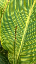 Close-up of palm leaves