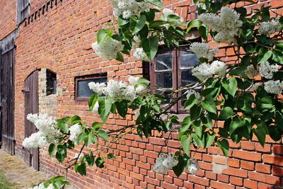 Close-up of ivy growing on house wall